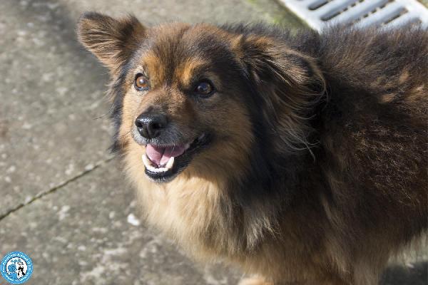 Bush: un simpatico orsetto di 10 kg Foto 5